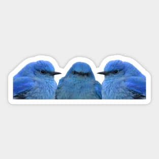 Bluebird Trio Sticker